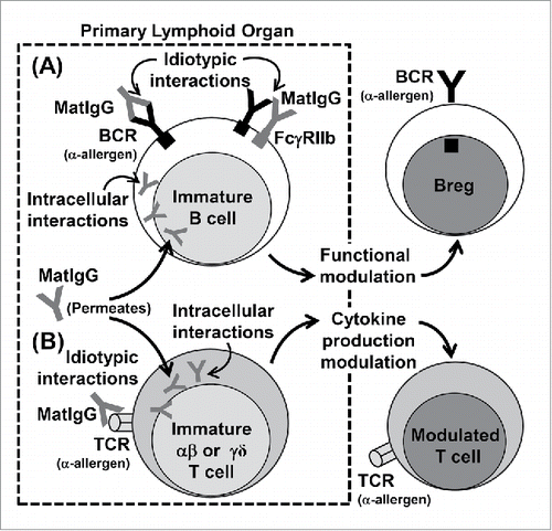 Figure 1. Possible effects of MatIgG on (B)and (T)cells in primary lymphoid organs in offspring. MatIgG can interact with immature B cells in offspring by membrane idiotypic interactions with allergen-specific BCRs and by intracellular interactions after permeating the membrane; as a result, B cells can acquire regulatory B function (A). Similarly, MatIgG can interact with immature αβT and γδT cells in offspring by membrane idiotypic interactions with allergen-specific TCRs and by intracellular interactions after permeating the membrane; as a result, T cells' cytokine production can be modulated (B).