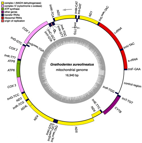 Figure 2. Mitochondrial genome map of Gnathodentex aureolineatus. Genes on the heavy and light strands were shown outside and inside the outer circle, respectively. The inner grey ring indicates the GC content. tRNA genes were abbreviated and linked with anti-codons.