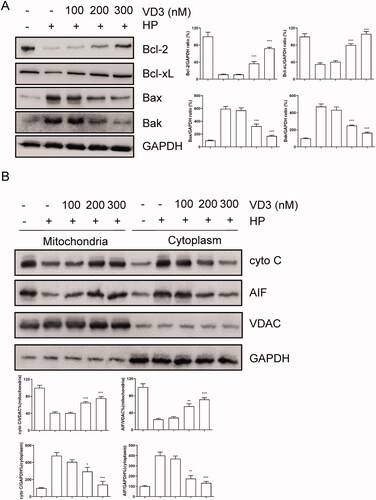 Figure 3. Bcl-2 families are involved in the anti-apoptotic effect of 1,25-D3 in H. pylori-treated GES-1cells. (A) GES-1 cells were infected with H. pylori SS1 strain (MOI: 100) and treated with different concentrations of 1,25-D3 for 24 h, Bcl-2, Bcl-xL, Bax and Bak levels were determined by western blot. (B) GES-1 cells were infected with H. pylori SS1 strain (MOI: 100) and treated with different concentrations of 1,25-D3 for 24 h, Cytochrome C (Cyto C) and apoptosis inducing factor (AIF) levels were determined by western blot. Bars represent means ± S.E.M of three independent experiments. *p < 0.01, **p < 0.05, ***p < 0.001 vs. H. pylori alone treatment.