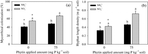 Figure 4. Root mycorrhizal colonization (a) and soil hyphal length density (b) under different N forms. Different letters indicate significant differences (t-test, P < 0.05) between two N forms at the same phytin amount. The asterisks indicate significant differences (t-test, P < 0.05) between two phytin amounts at the same N form. Bars represent mean + SE (n = 4).