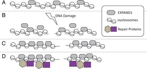 Figure 1 Proposed model of EXPAND1 in chromatin structure regulation. (A) EXPAND1 associates with chromatin through its ability to interact with nucleosomes. (B) DNA damage triggers the accumulation of EXPAND1 to sites of DNA breaks. (C) Binding of EXPAND1 to chromatin domains surrounding DNA break site opens up its structure. (D) Efficient loading of DNA repair proteins to the damage-modified chromatin. For simplicity, 53BP1 is omitted from illustration (see text).
