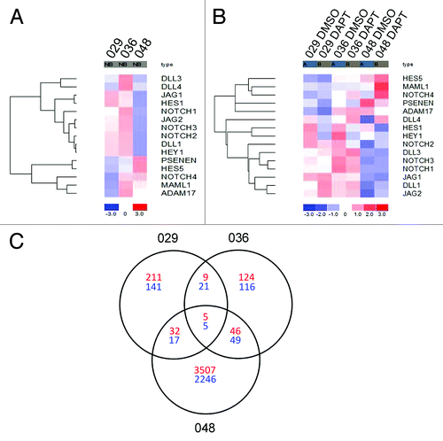 Figure 1. Gene expression analysis revealed different Notch signatures between the GBM neurosphere cultures investigated. (A) Heat map showing the expression of selected Notch pathway components in the 029, 036, and 048 neurosphere cultures. (B) Heat map showing the expression of the same components in the same neurosphere cultures treated with 10 μM DAPT or equal volumes of DMSO for 24 h. In both (A and B) the colors represent the standard deviation in expression level relative to the mean expression of the respective gene across the three or six samples respectively. (C) Venn diagram showing the intersection of the differently expressed genes for each culture with a fold change of minimum ± 1.3. Red numbers refer to upregulated genes in the DAPT treated samples compared with the DMSO control and blue numbers refer to downregulated genes.
