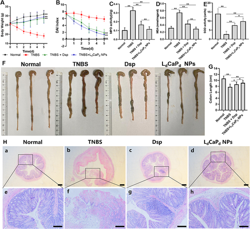 Figure 6 In vivo therapeutic effect of LdCaPd NPs on experimental colitis mice. (A) Effects of Dsp and LdCaPd NPs on weight changes in mice. (B) The influence of Dsp and LdCaPd NPs on the variation of DAI index of mice. (C) Effects of Dsp and LdCaPd NPs on MPO activities. (D) Effects of Dsp and LdCaPd NPs on MDA levels. (E). Effects of Dsp and LdCaPd NPs on SOD activities. (F). Images of the effect of Dsp and LdCaPd NPs on the colon length of mice. (G) Statistical data of colon length of mice after treatment. (H) H&E staining results of mouse colon tissue after treatment with LdCaPd NPs, from a to d, the scale bar is 200 μm, from e to h, the scale bar is 100 μm. In (A and B) **P < 0.01, significantly different from the TNBS-treated group; In (C–E and G) **P < 0.01, *P < 0.05. Mean ± SD, n = 10.