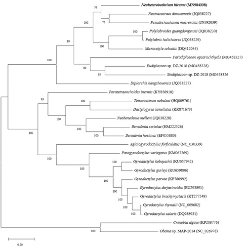 Figure 1. Phylogenetic relationship of N. hirame and other monogenean species based on the concatenated amino acid sequences.