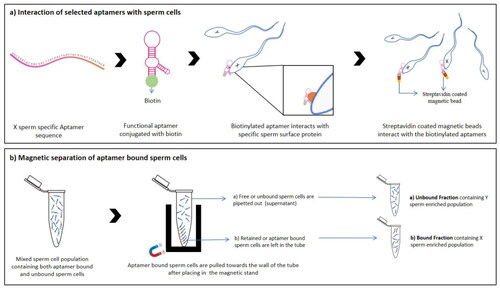 Figure 4. A Schematic representation of (a) binding of selected aptamer to sperm cells through interaction with sperm surface proteins and (b) magnetic separation of aptamer treated sperm cells bound and unbound fractions after aptamer treatment.