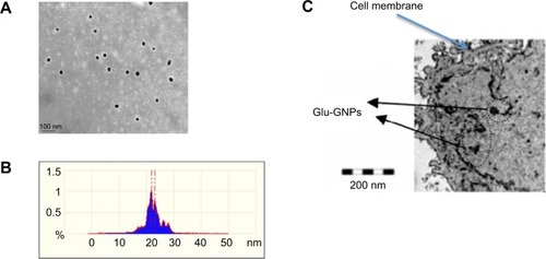 Figure 4 Characteristics of Glu-GNPs.Notes: (A) TEM picture of Glu-GNPs and (B) the size distribution of Glu-GNPs measured by atomic force microscopy. The y-axis shows the percentage of nanoparticles falling into a particular size range and the x-axis shows the measured size of nanoparticles. For example, as indicated by the first red dashed line, nanoparticles with diameters around 22 nm account for 1% of all the particles measured. (C) TEM picture show Glu-GNPs entering cancer cells and in cytoplasm.Abbreviations: GNPs, gold nanoparticles; Glu-GNPs, pegylated glucose coated GNPs; TEM, transmission electron microscopy.
