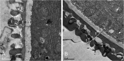 Figure 4. Transmission electron micrographs of the exine and intine of (A) Tulbaghia simmleri and (B) Prototulbaghia siebertii. (t, tectum; c, columellae; f, foot layer; e, endexine; i, intine).