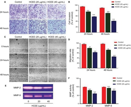 Figure 9 Effect of HCEE on HeLa cells’ migration and invasion in vitro.Notes: (A) Representative images of HeLa cell invasion treated with HCEE and examined by the Transwell invasion assay. Magnification 10×. (B) Quantitative analysis of percent of cell invasion in HCEE-treated cells compared to the control. Data are representative of three replicates and are expressed as mean ± SD. ***P<0.001 compared with control group. (C) Wound closure ability of treated HeLa cells after creation of scratch wound in control and treated wells. The images of wounded extract-treated HeLa cell monolayers captured using a phase-contrast microscope at different time intervals (0, 24, and 48 hours) after the scratch are shown. Magnification 10×. (D) Migration rates were quantitatively analyzed by calculating the difference between wound widths of HCEE-treated and control cells at 0, 24, and 48 hours. Results are expressed as percentage of cell migration. (E) MMP activity by gelatin zymography assay. (F) Quantification of gelatin zymography data for MMP-2 and MMP-9. Data were presented as mean ± SD for three independent experiments. **P<0.01, ***P<0.001 compared with control group. Data are presented as mean ± SD for three independent experiments. **P<0.01, ***P<0.001 compared with control group.Abbreviation: HCEE, Hedychium coronarium ethanol extract.