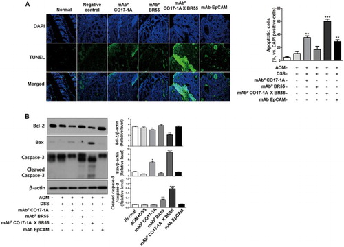 Figure 3. Multiple mAbP CO17-1A × BR55 induce the apoptotic cell death in AOM/DSS-induced colorectal tumor of mice. (a) Apoptotic cell death was determined by TUNEL assay. The TUNEL-positive (green) cells are apoptotic cells (200× magnification). Apoptotic cells (TUNEL-positive cells) were estimated by direct counting of fragmented nuclei after TUNEL staining. (b) Apoptotic cell death was determined by Western blot. An equal amount of total protein (30 μg/lane) was subjected to 12% SDS-PAGE. Expression of cleaved Caspase-3, Bcl-2, Bax and β-actin were detected by Western blot using specific antibodies. Here, β-actin protein was used as an internal control. ***P < .001, **P < .01, *P < .05 indicate a statistically significant difference from the negative control group.