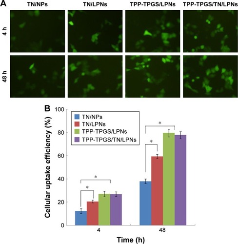 Figure 6 Cellular uptake of LPNs and NPs evaluated on PC cells, fluorescence intensity (A), and flow cytometry analysis (B) presented at 4 and 48 h posttreatment.Notes: *P < 0.05. Data are presented as mean ± SD, n=6. The camera adapter magnification is 0.63.Abbreviations: LPNs, lipid-polymeric nanocarriers; NPs, nanoparticles; PC cells, primary cardiac cells; TN, tanshinone IIA; TPP, triphenylphosphonium; TPGS, D-α-tocopheryl polyethylene glycol 1000 succinate.