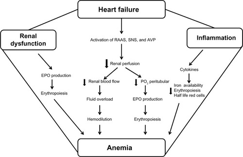 Figure 1 Relationship among anemia renal dysfunction and heart failure: possible mechanisms of reduced and blunted erythropoietin production.