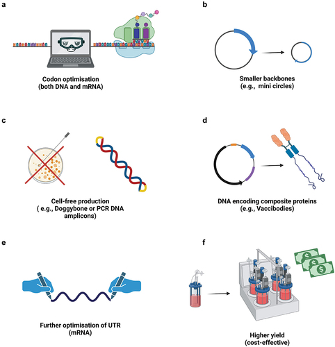 Figure 1. Enhancing genetic vaccine design: strategies to boost immunogenicity. several strategies can be used to elicit higher immunogenicity of genetic vaccines at the design level, such as (a) codon optimization (fine-tuning the genetic code for heightened expression), (b) compact DNA plasmid backbones (employing smaller, more efficient genetic constructs), (c) utilization of cell-free products (enhancing vaccine components), (d) encoding chimeric proteins (combining beneficial elements for a stronger response), (e) optimized UTR in mRNA sequences (improving translation efficiency), and (f) enhanced culture yields (increasing the availability of essential components for vaccine production). Figure created with BioRender.