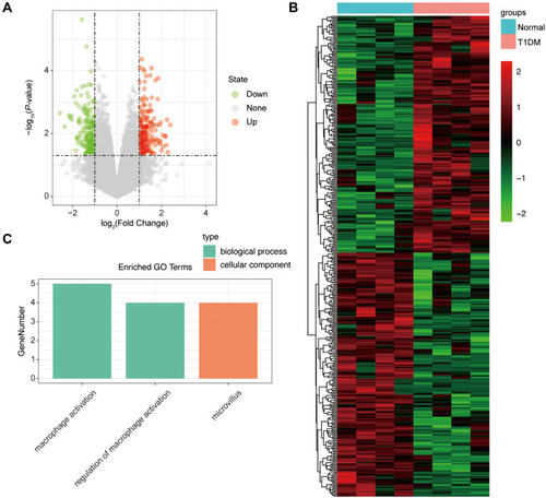 Figure 3 The differentially expressed lncRNAs in T1DM and healthy patients. (A) Volcano plot of DElncRNAs between normal and T1DM groups. Red and green indicate up- and downregulation, respectively. (B) Heatmap of DElncRNAs between normal and T1DM groups. Red color represents increased expression, and green color represents decreased expression. The darker the color, the greater the difference of lncRNA expression. (C) Enrichment analysis of the DElncRNAs in the categories biological process and cellular component.