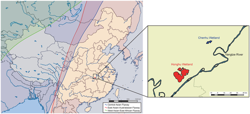 Fig. 1 Map of migration flyways across China and sampling sites at which the H7N7 viruses were isolated.Both the Chenhu wetland and Honghu wetland are located in the East Asian-Australasian migratory flyway. The migration flyways in China were mapped by ArcGIS Desktop 10.2 software (http://www.esri.com/software/arcgis/arcgis-for-desktop/)