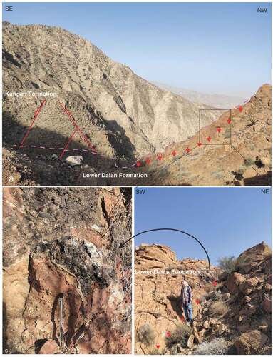 Figure 16. Field photographs of the alteration zones associated with Pb-Zn mineralization in the study area. a,b) NE-SW Fault zone marked by red color arrows, the Longitudinal Valley is one of the major NW-SE trending Faults that was operated in the anticline axis domain c) view of fault breccia and PbCO3 ore mineralization associated with the fault in the Lower Dalan Formation. See figure 13 for the location.
