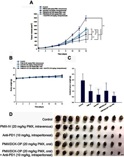 Figure 5 Efficacy of in vivo tumor growth inhibitory effects in B16F10 tumor-bearing mice after biweekly intravenous administration of 20 mg/kg PMX (PMX-IV), intraperitoneal administration of 10 mg/kg anti-PD1 (Anti-PD1) once every 3 days, once-daily oral administration of PMX/DCK-OP as 20 mg/kg PMX (PMX/DCK-OP), and combined treatment with once-daily oral administration of PMX/DCK-OP as 20 mg/kg PMX and intraperitoneal administration of 10 mg/kg anti-PD1 (PMX/DCK-OP+Anti-PD1) once every 3 days for 14 days. (A) Tumor volume in mice (**P<0.01, ***P<0.001). (B) Variation of body weight in mice during treatment. (C) Tumor weight in B16F10 tumor-bearing mice (**P<0.01, ***P<0.001 compared to the control group). (D) Photographs of tumors isolated from each group on day 15. Scale bar represents 10 mm.Notes: Statistics: one-way ANOVA followed by Tukey’s multiple-comparison test. Each value represents the mean ± standard deviation (n=10 for each group).Abbreviations: PMX, pemetrexed; DCK, Nα-deoxycholyl-L-lysyl-methylester; PMX/DCK, ion-pairing complex between PMX and DCK; PMX/DCK-OP, oral powder formulation of PMX/DCK.