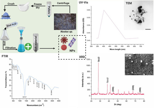 Figure 1 Scheme illustrating the extracellular synthesis of N-SNPs using Nostoc Bahar_M sp. and their characterization data including UV-vis spectrophotometer (UV-Vis), transmission and scanning electron microscope (TEM and SEM), Fourier-transform infrared (FTIR) and X-ray diffraction (XRD).