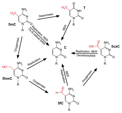 Figure 1. The multiple faces of mammalian DNA demethylation. Schematic representation of the enzymology implicated in 5-methylcytosine (5mC) demethylation. The exocyclic group at carbon 5 of each cytosine derivative is highlighted in red. C, cytosine; T, thymine; 5hmC, 5-hydroxymethylcytosine; 5fC, 5-formylcytosine; 5caC, 5-carboxylcytosine; BER: base excision repair; NER, nucleotide excision repair. Note: Direct base excision repair of 5mC and potential deamination of 5hmC to 5-hydroxymethyluracil has not been considered due to lack of experimental confirmation. For details see main text.