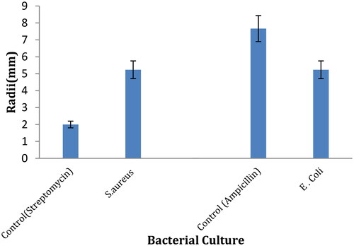 Figure 13. Zone inhibition of antibacterial activity of BMZ (0.05 mol percentage) NPs.