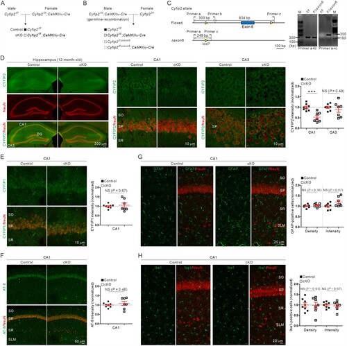 Figure 1. No AD-like immunohistological phenotype in the hippocampal CA1 region of aged Cyfip2 cKO mice. (A) The breeding scheme for the control (Cyfip2f/f) and Cyfip2 conditional knock-out (Cyfip2f/f;CaMKIIα-Cre, cKO) mice. (B) The breeding scheme to test the partial germline recombination of male CaMKIIα-Cre mice. (C) Design of primers to detect floxed and Δexon6 Cyfip2 alleles (left panel). Results of PCR for the tail genomic DNA isolated from Cyfip2f/f and Cyfip2floxed/Δexon6 mice (right panel). Note that the primer set (a + c) does not produce the expected ∼1.1 kbp band from the DNA sample of Cyfip2f/f mice due to the short elongation time of the PCR. (D) Fluorescence immunohistochemistry images and quantification showing CA1-specific reduction of CYFIP2 in the hippocampus of aged Cyfip2 cKO mice. CA, cornu ammonis; DG, dentate gyrus; NS, not significant; SO, stratum oriens; SP, stratum pyramidale; SR, stratum radiatum. (E, F) Normal CYFIP1 and phospho-Tau (AT-8) levels in the hippocampal CA1 region of aged Cyfip2 cKO mice. (G, H) Normal density and total intensity of astrocytes (GFAP-positive) and microglia (Iba1-positive) in the hippocampal CA1 region of aged Cyfip2 cKO mice. N = 7–8 mice.