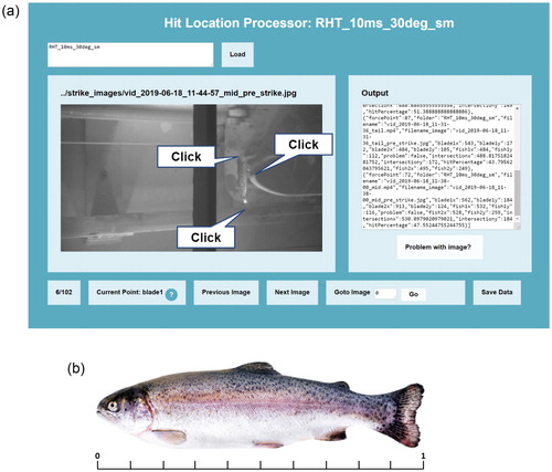 Figure 4. High-speed video analysis used to determine the exact location of strike along the fish body. (a) Relative length scale from 0 (snout tip) to 1 (caudal fin tip) used to classify location of strike along the body length of each fish. (b) Strike location post-processing tool.