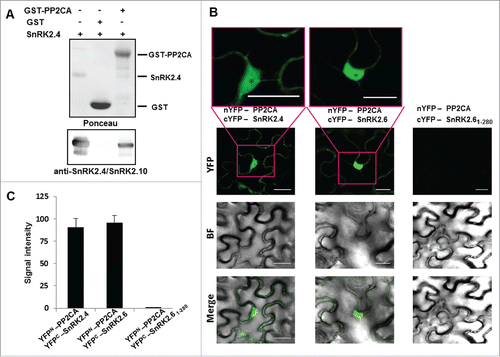 Figure 3. SnRK2.4 interacts with ABI1 and PP2CA in pull down assay (A) GST-fused PP2CA or GST alone (as negative control) bound to glutathione-sepharose beads, were incubated with recombinant SnRK2.4 (tag free). The presence of bound SnRK2.4 was monitored by immunoblotting using anti-SnRK2.4/SnRK2.10 antibodies. Data represent one of 2 independent experiments showing similar results. Interaction of the proteins was analyzed by BiFC assay (B,C) Nicotiana benthamiana leaves were transiently co-transformed with pairs of plasmids encoding: nYFP-PP2CA and cYFP-SnRK2.4, nYFP-PP2CA and cYFP-SnRK2.6, or nYFP-PP2CA and cYFP-SnRK2.61–280 (as controls). The leaf epidermal cells were co-infiltrated with Agrobacterium suspensions containing the indicated constructs and the silencing suppressor p19. A positive control of the BiFC assay is provided by the nYFP-PP2CA/cYFP-SnRK2.6 interaction, which is abolished when the C-truncated form of SnRK2.6, cYFP-SnRK2.61–280 was used. The BiFC assay was performed as described in refs 24 and 25. BiFC images were analyzed using ImageJ software and signal intensity (arbitrary fluorescence units) was calculated after subtracting the mean background. Data are averages ± SD (n = 20).