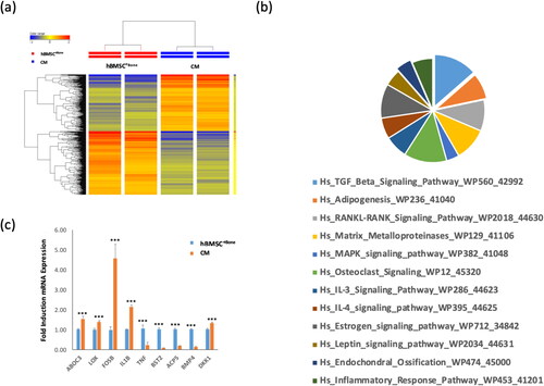 Figure 3. Gene expression profiling of CM cells and hBMSC+Bone. (a) Hierarchical clustering of CM cells compared to hBMSC+Bone, based on differentially expressed mRNA transcripts. Each row represents one replica sample, and each column represents a transcript. The expression level of all genes in a single sample is depicted according to the color scale. (b) Pie chart illustrating the distribution of 12 pathways out of the top pathway designations for the deregulated genes in CM cells compared to hBMSC+Bone. (c) The expression levels of the selected genes from the microarray data were validated using qRT-PCR in CM cells compared to hBMSC+Bone. Data are presented as means ± SD from three independent experiments, n = 6; ***p < 0.0005.