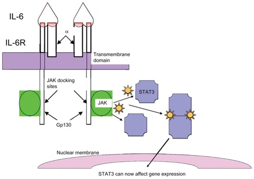 Figure 1 Signal transducer and activator of transcription 3 (STAT3) activation: STAT3 activation is initiated by binding of the ligand, interleukin 6 (IL-6), to its receptor, which consists of glycoprotein 80 kDA and glycoprotein 130 kDA (gp130). Binding of IL-6 to the receptors leads to dimerization of the cytoplasmic domain of the gp130 peptide, with subsequent activation of associated Janus tyrosine kinases, notably Janus kinase 2 (JAK2). The activated JAKs in turn phosphorylate STAT3, which allows for dimerization of STAT3. The STAT3 dimer then translocates to the nucleus where it regulates transcription.
