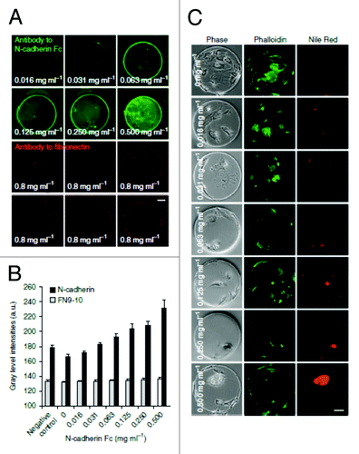 Figure 7. The combinatorial effect of substrate elasticity and cell adhesion on mesenchymal stem cell osteogenic differentiation. Different concentrations of FN9–10 (Fibronectin fragment 9–10) was tethered onto different hydrogel stiffness to fabricate a microarray to study the combinatorial effects by controlling both cell adhesion and substrate elastic modulus (Courtesy: Gobaa et al., 2011).Citation29