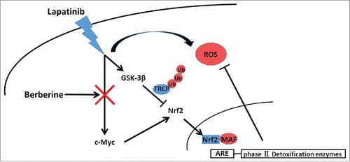 Figure 6. Schematic model for the mechanisms of berberine-induced reversion of lapatinib resistance. Lapatinib activated both the c-Myc/Nrf2 pathway and GSK-3β to stabilize Nrf2 and maintain a low level of ROS. Berberine upset the ROS balance by downregulating c-Myc.