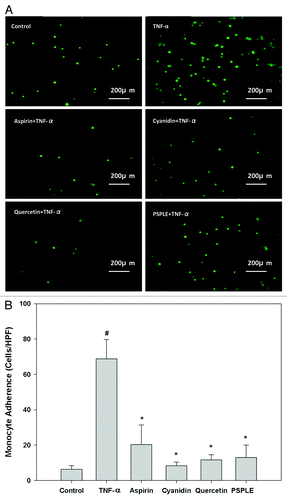 Figure 1. Effects of PSPLE and its components on monocyte-endothelial cell adhesion. (A) Representative fluorescent photomicrographs showing the inhibitive effect of pretreatment with 10 µM aspirin, cyanidin or quercetin or 100 µg/mL PSPLE on TNF-α-induced adhesion of fluorescein-labeled U937 cells to human aortic endothelial cells. (B) Summary and statistical analysis of the adhesion assay data in (A). # indicates a significant difference between the TNF-α and control groups, p < 0.05. * indicates a significant difference between the TNF-α and experimental treatment groups, p < 0.05.