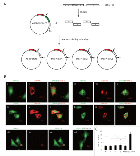 Figure 9. No one single protein of GD-SH-01 induces autophagy. (A) Graphic illustration of constructed plasmids of mRFP-sh(N), mRFP-sh(P), mRFP-sh(M) and mRFP-sh(G) (B) EGFP (green) and mRFP (red) expression in SK cells infected with mRFP-sh(N) (i, ii, iii), mRFP-sh(P) (iv, v, vi), mRFP-sh(M) (vii, viii, ix) and mRFP-sh(G) (x, xi, xii) or mock control (xiii, xiv, xv) cotransfected with EGFP-LC3B 24 h after transfection, or SK cells were infected with GD-SH-01 at an MOI of 1 for 48 h after being transfected with EGFP-LC3B-encoding plasmids (xvi). Scale bar: 20 µm. (C) Quantification of the number of LC3 dot per cell in SK cells. The average number of vesicles per cell was obtained from at least 15 cells undergoing each treatment. Mean ± SD of 3 independent experiments. Two-way ANOVA: #, P > 0.05.