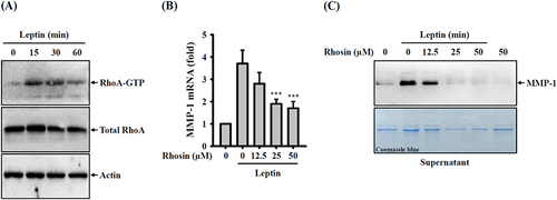 Figure 2 Effect of RhoA on leptin-induced MMP-1 expression. (A) SV40 cells were exposed to 100 ng/mL of leptin for 15–60 minutes, and the levels of GTP-bound RhoA were assessed through pull-down and Western blotting. (B) To investigate the effect of Rhosin, SV40 cells were first incubated with Rhosin for 0.5 hours, followed by incubation with 100 ng/mL of leptin for 2 hours. Subsequently, MMP-1 mRNA expression was determined using RT-real-time PCR. (C) For a similar investigation, SV40 cells were first incubated with Rhosin for 0.5 hours, followed by incubation with 100 ng/mL of leptin for 24 hours. The MMP-1 protein expression in supernatants was then analyzed through Western blotting. Data obtained from RT-real-time PCR is presented as the means ± SD from three separate experiments. The Western blotting images are representative of individual experiments. The significance of the findings is indicated by ***p < 0.001 when compared to leptin-activated cells.