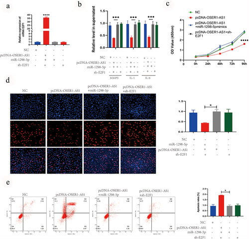 Figure 5. OSER1-AS1 overexpression reverse the effect of miR-1298-5p on E2F1 expression, the proliferation, release of inflammatory factor and cell apoptosis of TNF-α-induced RA-FLSs. (a) qRT-PCR analysis was performed to assess the overexpression efficiency of E2F1 after transfected with NC, pcDNA-OSER1-AS1, pcDNA-OSER1-AS1+ miR-1298-5p mimics and pcDNA-OSER1-AS1+ sh-E2F1. (b) ELISA kits were applied to detected the effect of OSER1-AS1, miR-1298-5p and E2F1 on production of interleukin-1 (IL-1), interleukin-6 (IL-6), matrix metalloproteinases-3 (MMP-3). (c-d) The inhibition effect of OSER1-AS1 on cell proliferation of the TNF-α-induced RA-FLSs was partially reversed by miR-1298-5p mimics and sh-E2F1 detected by CCK8 assay and EdU staining. (d) The promotion effect of OSER1-AS1 on cell apoptosis of the TNF-α-induced RA-FLSs was partially reversed by miR-1298-5p mimics and sh-E2F1 detected by Flow cytometry apoptosis assay. All experiments were conducted in triplicate. ***p < 0.001, ****p < 0.0001.