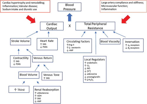 Figure 1. Key principles of blood pressure regulation. Blood pressure is the result of cardiac output and peripheral resistance where a multitude of factors contribute to these two components. The figure illustrates some of these principles that are subject to any studies into the pathophysiology of hypertension. ADH, antidiuretic hormone; Ang II, angiotensin II; ANP, atrial natriuretic peptide; PSNS, parasympathetic nervous system; SNS, sympathetic nervous system.