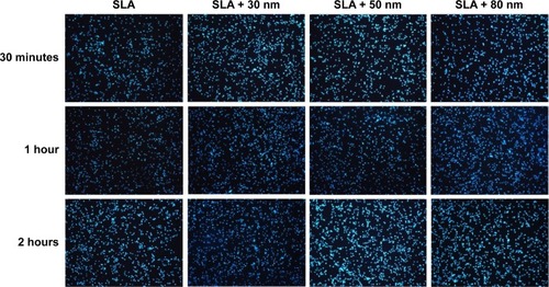 Figure 5 The number of MG63 cell nuclei stained with Hoechst dye on the SLA, SLA + 30 nm, SLA + 50 nm, and SLA + 80 nm surfaces at 30 minutes, 1 hour, and 2 hours (100×).Notes: At each time interval adopted in this study, the adherent cell numbers on the three micro/nanotextured surfaces are dramatically larger than that on the SLA surface (P<0.05). The cell number on the surface of the SLA + 30 nm group is significantly higher than those on the other two groups (P<0.01). The surfaces of the SLA group have the lowest number of cells.Abbreviation: SLA, sandblasting with large grit and acid etching.