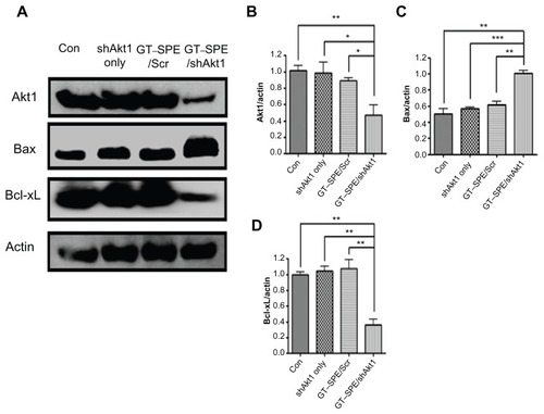 Figure 4 shAkt1 aerosol delivery significantly decreased Akt1 expression level and induced apoptosis. (A) Western blot bands. Statistical analyses of Western blot (B) Akt1, (C) Bax, and (D) Bcl-xL. Bands were analyzed by densitometer (n = 4, *P < 0.05, **P < 0.01, and ***P < 0.001 compared to shAkt1 only, GT–SPE/Scr, and control).Abbreviations: con, control; GT–SPE, glycerol triacrylate–spermine; shAkt1, small hairpin Akt1.