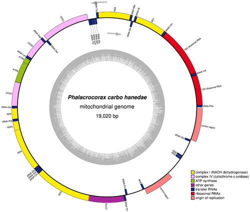 Figure 2. Gene map and organization of the complete mitochondrial genome of Phalacrocorax carbo hanedae, drawn by the OGDRAW version 1.3.1 (Grainer et al. Citation2019). Genes encoded on the heavy and light strand are shown outside and inside the circle, respectively. The inner grey ring indicates the GC content.