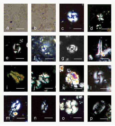 Figure 3. Cross-polarised light photomicrographs of selected biostratigraphically and/or palaeoecologically significant calcareous nannofossil taxa. (a) Discoaster barbadiensis Tan. (b) Discoaster saipanensis Bramlette & Riedel. (c) Reticulofenestra reticulata (Gartner & Smith) Roth & Thierstein. (d) Sphenolithus moriformis (Brönnimann & Stradner) Bramlette & Wilcoxon. (e) Reticulofenestra hampdenensis Edwards. (f) Ericsonia formosa (Kamptner) Romein. (g) Clausicoccus subdistichus Prins. (h–i) Zygrhablithus bijugatus (Deflandre in Deflandre & Fert) Deflandre. (j-k) Lanternithus minutus Stradner, (l) Reticulofenestra callida Perch-Nielsen. (m) Helicosphaera euphratis Haq (N) Helicosphaera intermedia Martini. (o) Reticulofenestra bisecta (Hay, Mohler & Wade) Bukry & Percival. (p) Pontosphaera multipora (Kamptner ex Deflandre in Deflandre & Fert Roth. The scale bar is 10 µm