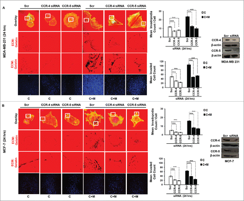 Figure 4. Macrophage-assisted ECM degradation and invasion by cancer cells is mediated by MIP-1β via its receptor. (A and B) Silencing MIP-1β cognate receptors viz. CCR4 and CCR5 abrogated macrophage induced in vitro ECM degradation, and invasion by cancer cell. Cancer cells (MDA-MB-231 and MCF-7) silenced with CCR4 and CCR5 showed decreased ECM degardation and invasive activity compared to cells having scrambled in both the conditions viz. cancer cells co-cultured with macrophages [C+M] and cultured alone [C]. Bars represent mean invadopodia count/cell from 10 fields per experiment and mean invasive cell count ±SE (*p < 0.05.). Silencing was confirmed by protein gel blot. All the experiments were done in triplicates and repeated at least thrice. Abbreviations—C: Respective cancer cells; C+M: Respective cancer cells co-cultured withmacrophages.