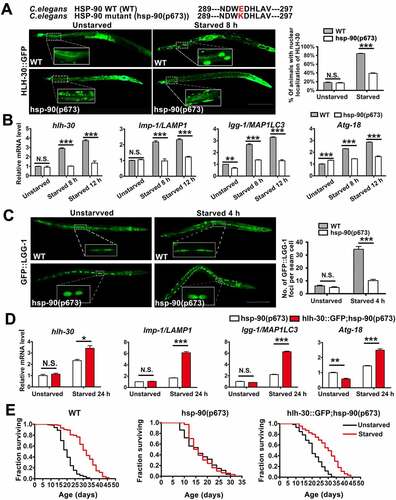 Figure 7. HSP90AA1 played a role in starvation-induced longevity in C. elegans. (A) Nuclear localization of HLH-30 was visualized and quantified in the intestinal cells of WT and hsp-90(p673) animals expressing HLH-30::GFP under starvation. Synchronized worms were raised at 20°C on media plates seeded with OP50. Worms expressing HLH-30::GFP were starved for 8 h at young adults. Then worms were put on a 2% agarose pad in M9 medium containing 0.1% NaN3. The number of worms with nuclear localization of HLH-30::GFP in intestinal cells was counted within 5 min. The right graph shows the percentage of animals with HLH-30 in the nuclei of the intestinal cells (n, total number of animals observed (the number of independent experiments performed is given in parentheses), n = 120 from 3 independent experiments; scale bar: 200 μm). (B) hsp-90(p673) animals show change in the expression of hlh-30 and its target genes. Synchronized worms were grown on 20°C. At the L4 stage, worms were transferred to plates without food for 8 h or 12 h. RNA isolation and quantitative RT-PCR was performed as Methods. Data were analyzed using the Act-1 level as endogenous control. The sample of WT worms without starvation was the calibrator for the comparison of gene expression and set as 1 (n = 3). (C) The number of GFP::LGG-1 puncta is reduced in seam cells in hsp-90(p673) animals under starved. Synchronized worms were raised at 20°C on media plates seeded with OP50. Worms expressing GFP::LGG-1 were starved for 4 h at L4. Then worms were put on a 2% agarose pad in M9 medium containing 0.1% NaN3. The number of GFP::LGG-1 puncta was counted in seam cells within 5 min. The right graph shows number of GFP::LGG-1 puncta in the seam cells (n = 20 from 3 independent experiments; scale bar: 200 μm). (D) HLH-30 increases the levels of hlh-30 target genes in hsp-90(p673) animals. Synchronized worms were grown on 20°C. At the L4 stage, worms were transferred to plates without food for 24 h. RNA isolation and quantitative RT–PCR was performed as Methods. Data were analyzed using the Act-1 level as endogenous control. The sample of hsp-90(p673) worms without starvation was the calibrator and set as 1 (n = 3). (E) hsp-90(p673) animals fail to extend their lifespan upon starvation, while HLH-30 extends the lifespan of hsp-90(p673) animals. Animals were grown and treated for lifespan study as described in Methods. The curves shown represent the sum of all animals examined in three independent experiments (m, mean lifespan. P values were calculated between the experimental and control animals. For wild type (strain N2), unstarved, n = 117, m = 20 ± 0.466; starved, n = 103, m = 32 ± 0.778; p < 0.0001. For hsp-90(p673) mutant worms, unstarved, n = 110; m = 16 ± 0.653; starved, n = 125, m = 16 ± 0.498. For hlh-30::GFP; hsp-90(p673) worms, unstarved, n = 129, m = 20 ± 0.563; starved, n = 111, m = 30 ± 0.826). All data are shown as mean ± SEM, *p < 0.05, **p < 0.01, ***p < 0.001, N.S., not significant compared with the indicated group.