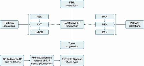 Figure 2. Summary of main mechanisms of endocrine therapy resistance. Several molecular mechanisms are believed to underlie therapeutic resistance including hot-spot mutations in the ESR1 gene encoding ERα, which have attracted interest in recent years.