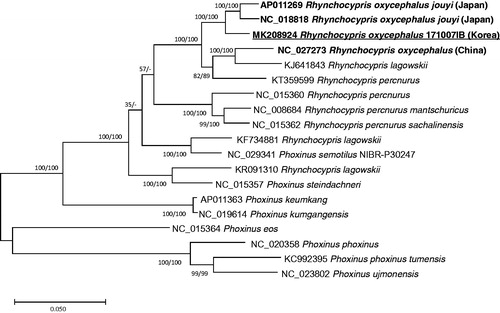 Figure 1. Maximum likelihood and neighbor joining phylogenetic trees of 19 Rhynchocypris and Phoxinus mitochondrial genomes: Rhynchocypris oxycephalus (MK208924 in this study), Rhynchocypris oxycephalus jouyi (AP011269), Rhynchocypris oxycephalus jouyi (NC_018818), Rhynchocypris oxycephalus IHB-LHG20130605 (NC 027273), Rhynchocypris lagowskii (KJ641843), Rhynchocypris percnurus (KT359599), Rhynchocypris percnurus (NC_015360), Rhynchocypris percnurus mantschuricus (NC_008684), Rhynchocypris percnurus sachalinensis (NC_015362), Rhynchocypris lagowskii (KF734881), Rhynchocypris lagowskii (KR091310), Phoxinus semotilus NIBR-P30247 (NC 029341), Phoxinus steindachneri (NC_015357), Phoxinus keumkang (AP011363), Phoxinus kumgangensis (NC_019614), Phoxinus eos (NC_015364), Phoxinus phoxinus (NC_020358), Phoxinus phoxinus tumensis (KC992395), and Phoxinus ujmonensis (NC_023802). The numbers above branches indicate bootstrap support values of maximum likelihood and neighbor joining trees, respectively.
