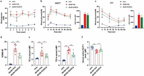 Figure 2. GUDCA supplementation had therapeutic effects in improving glucose tolerance. a Fasting blood glucose. b, c OGTT, ITT and AUC. Vehicle or GUDCA-treated (100 mg/kg/d) mice on db/db mice for 8 weeks. n=10 mice in m/m group, n=9 mice in db/db+veh and db/db+gudca groups. All P values were analyzed by two-tailed Student’s t-test, **p< 0.01 versus m/m; #p< 0.05, ##p< 0.01 versus db/db+veh. All data are presented as the mean ± sd. d HOMA-IR. E TC and TG in the serum. f Serum active GLP1 levels. n=8 mice/group. All P values were analyzed by two-tailed Student’s t-test, *p< 0.05, **p< 0.01. All data are presented as the mean ± sd.