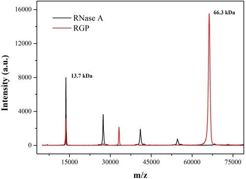Figure 3 The MALDI-TOF mass spectra of RNase A and RGP.