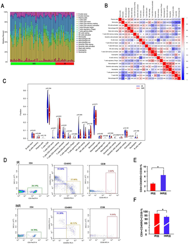 Figure 7 The Immune Infiltration Analysis. (A) The relative percentage of 22 types of immune cells. (B) The correlation heatmap of the 22 types of immune cells. (C) The difference of immune cells between IR group and INR group. (D-F) The proportion of activated and resting CD4+ T memory cells detected by flow cytometry in the INR and IR group. *, p<0.05.