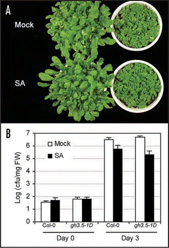 Figure 2 SA-induced disease resistance in Col-0 and gh3.5-1D. (A) Disease symptom of Pst DC3000 in mock and SA-treated Col-0 (left) and gh3.5-1D (+/−) (right). Five-week-old plants of the wildtype and mutants were sprayed with 1 mM SA and further inoculated with Pst DC3000 at a dose of 105 cfu ml−1 (OD600 = 0.0002). All controls were infiltrated with 10 mM MgCl2 for mock inoculation. Photos were taken at 3 dpi. Similar results were observed in two independent experiments. (B) Growth of Pst DC3000 in SA-treated leaves of Col-0 and gh3.5-1D. Bacterial growth assay was performed at 0 and 3 days after inoculation in Col-0 and gh3.5-1D (+/−). All values are means ± SE (n = 6). The SA-induced resistance was significantly stronger (p < 0.05) in gh3.5-1D than the wldtype. cfu, colony-forming units. Similar results were observed in two independent experiments.