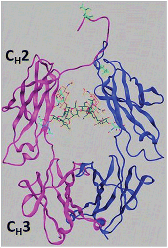 Figure 6. Ribbon diagram of the Fc1 structure from homology modeling of an Fc crystal structure in the PDB (ID: 3AVE)Citation47 by adding hinge region sequence (THTCPPCP) to the N-terminus. One chain including the CH2 and CH3 domains is colored in magenta and the other chain is in blue, with Asn297-linked N-glycans shown as light blue, orange and green sticks. The side chain of the O-glycosylation site, Thr3, is shown as light green sticks.