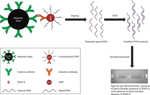 Figure 1 Schematic representation of MB-GNP-I-PCR assay for the detection of ESAT-6, a biomarker for TB diagnosis.Abbreviations: ESAT-6, early secreted antigenic target-6; GNP, gold nanoparticle; MB-GNP-I-PCR, magnetic bead-coupled GNP-based I-PCR; TB, tuberculosis.