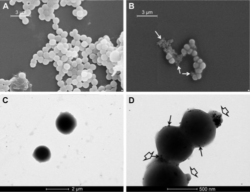 Figure 9 External morphology of untreated (A, C) and treated Staphylococcus aureus cells (B, D) visualized with SEM (A, B) and TEM (C, D), respectively. Big arrows indicate electron-dense AgNPs, whereas small arrows indicate swelling (scale bars of panels A, B =3 µm; panel C =2 µm; panel D =500 nm).Abbreviations: AgNPs, silver nanoparticles; SEM, scanning electron microscopy; TEM, transmission electron microscopy.